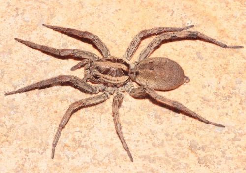 Hogna radiata